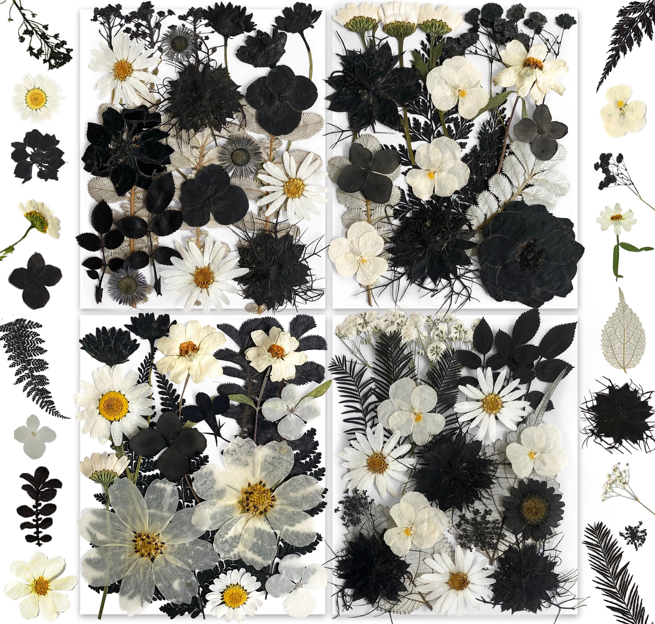 YouthBro 131PCS Black White Dried Pressed Flowers - dried and preserved flora | Mubboo
