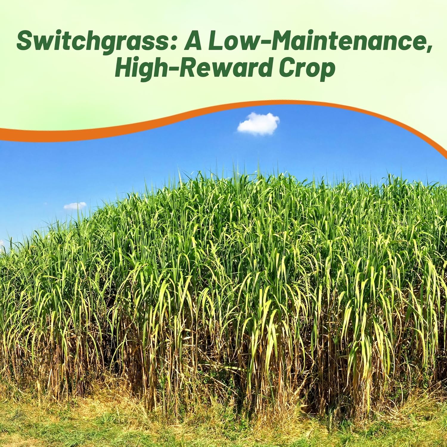 Outsidepride Switchgrass Seed - 5 lbs. Perennial Hardy, Drought & Flood Tolerant Native Grass Seed Ideal Fast-Growing Grasses for Erosion Control, Wildlife Forage & Food Plots, Thrives in Poor Soil