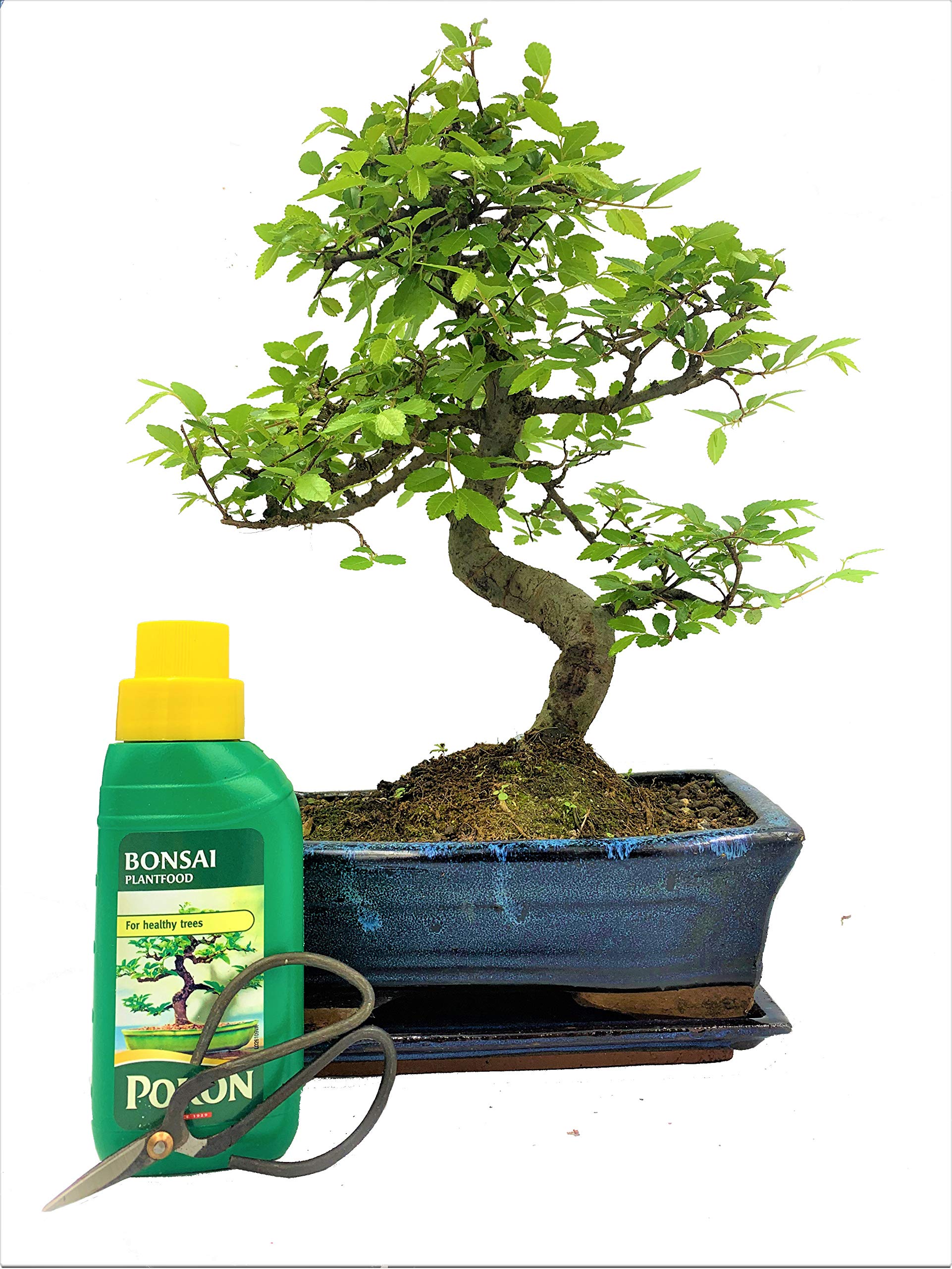 15cm Chinese Elm (Chinese Elm Gift Set)