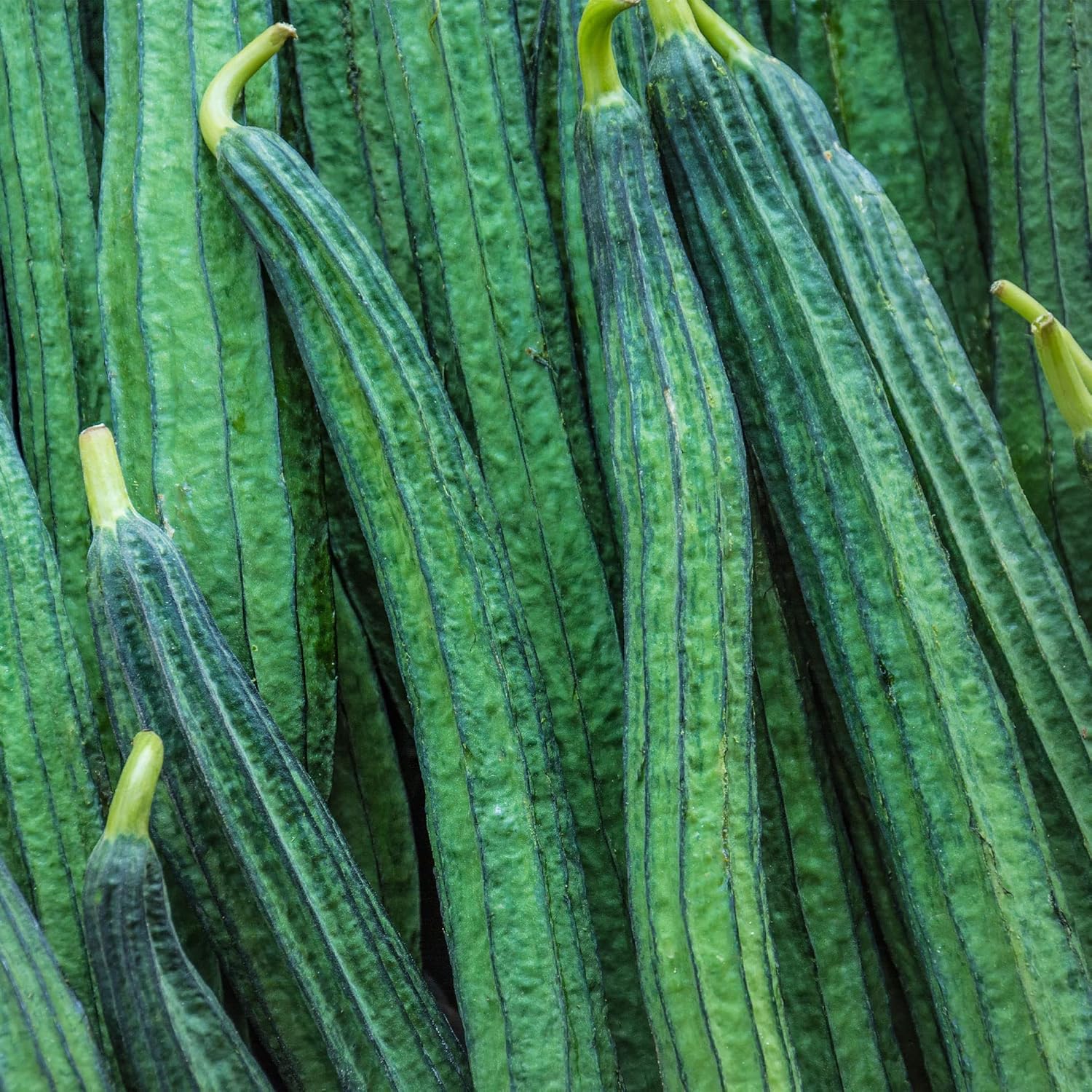 Gourd Seeds - Yu Sing - Hybrid - 1 Oz ~200 Seeds - Non-GMO, F1 Hybrid - Asian Garden Vegetable