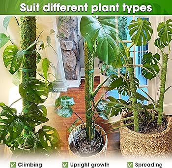 Amazon.com : DUSPRO 2 Pack 25'' Mesh Moss Pole for Climbing Plants