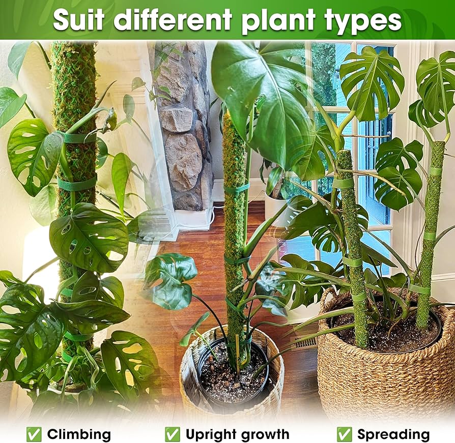 Amazon.com : DUSPRO 2 Pack 25'' Mesh Moss Pole for Climbing Plants Amazon.com : DUSPRO 2 Pack 25'' Mesh Moss Pole for Climbing Plants