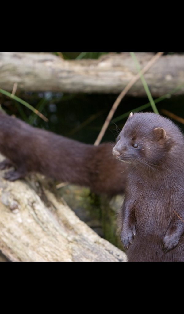 Aplicación Mink Wallpaper – HD Wallpapers of Minks! en Amazon Appstore