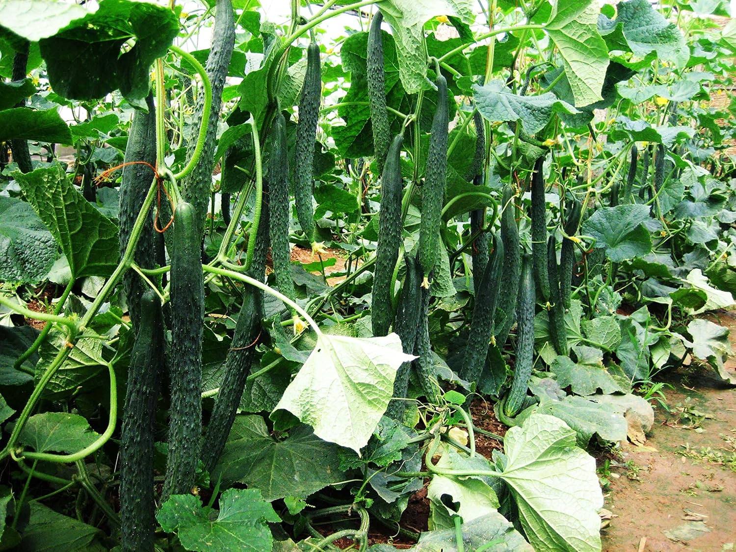 Vegetales