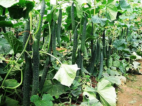Semillas Pepino Burpless Milagro Chino Gigante Largo Raro Decapado Vegetal No GMO para Plantar