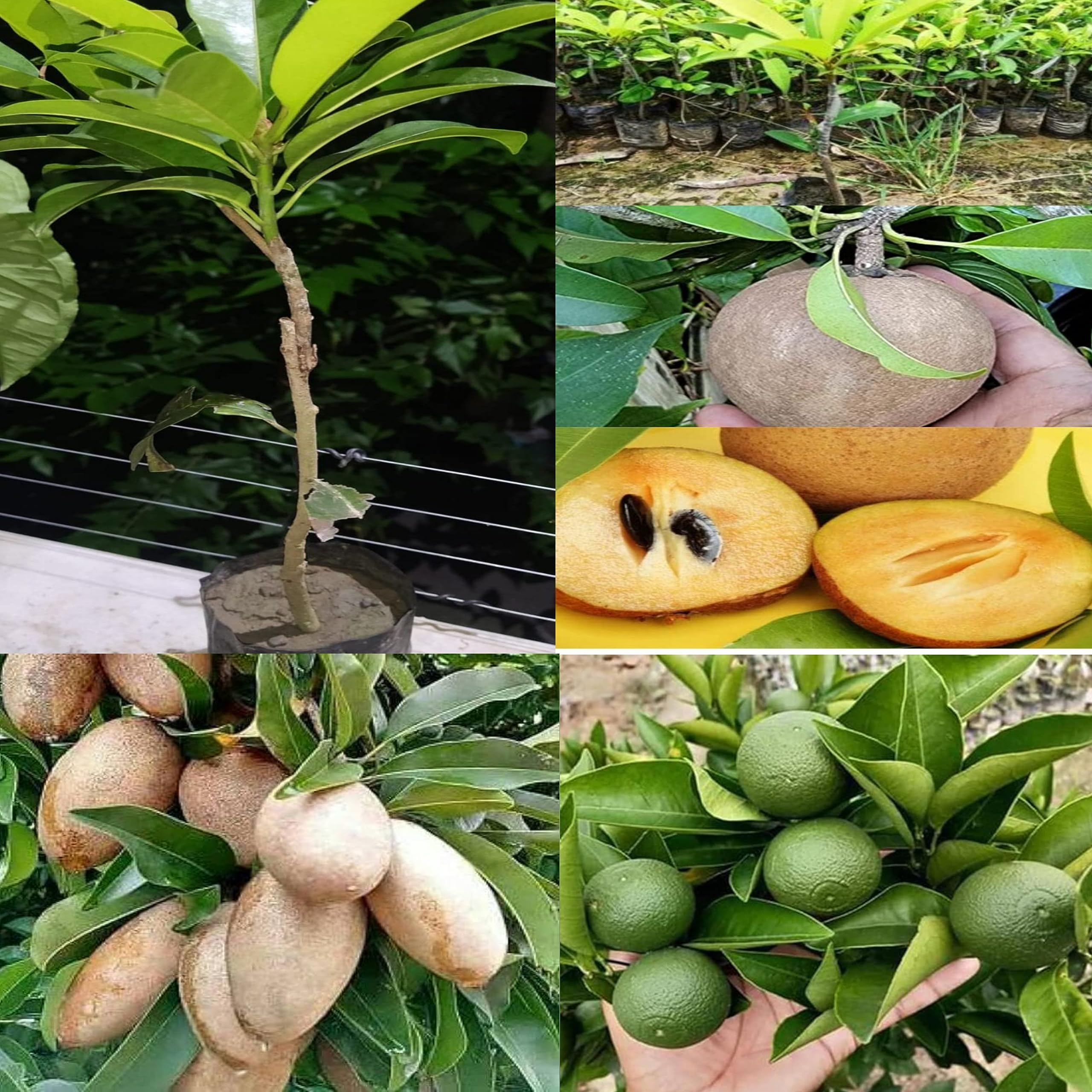 Pyanabi Combo 2 "Kalapatti Variety Sapota Bari Malta Lemon Mousambi" 2 Grafted Tree (Height-1.5-3 Feet) Chikoo Live Plant Sweet Tasty Fleshy Fruit Plant Chiku Plant Hybrid Pack Of 2 (B0CG6R4GQL) Amazon Price History, Amazon Price Tracker