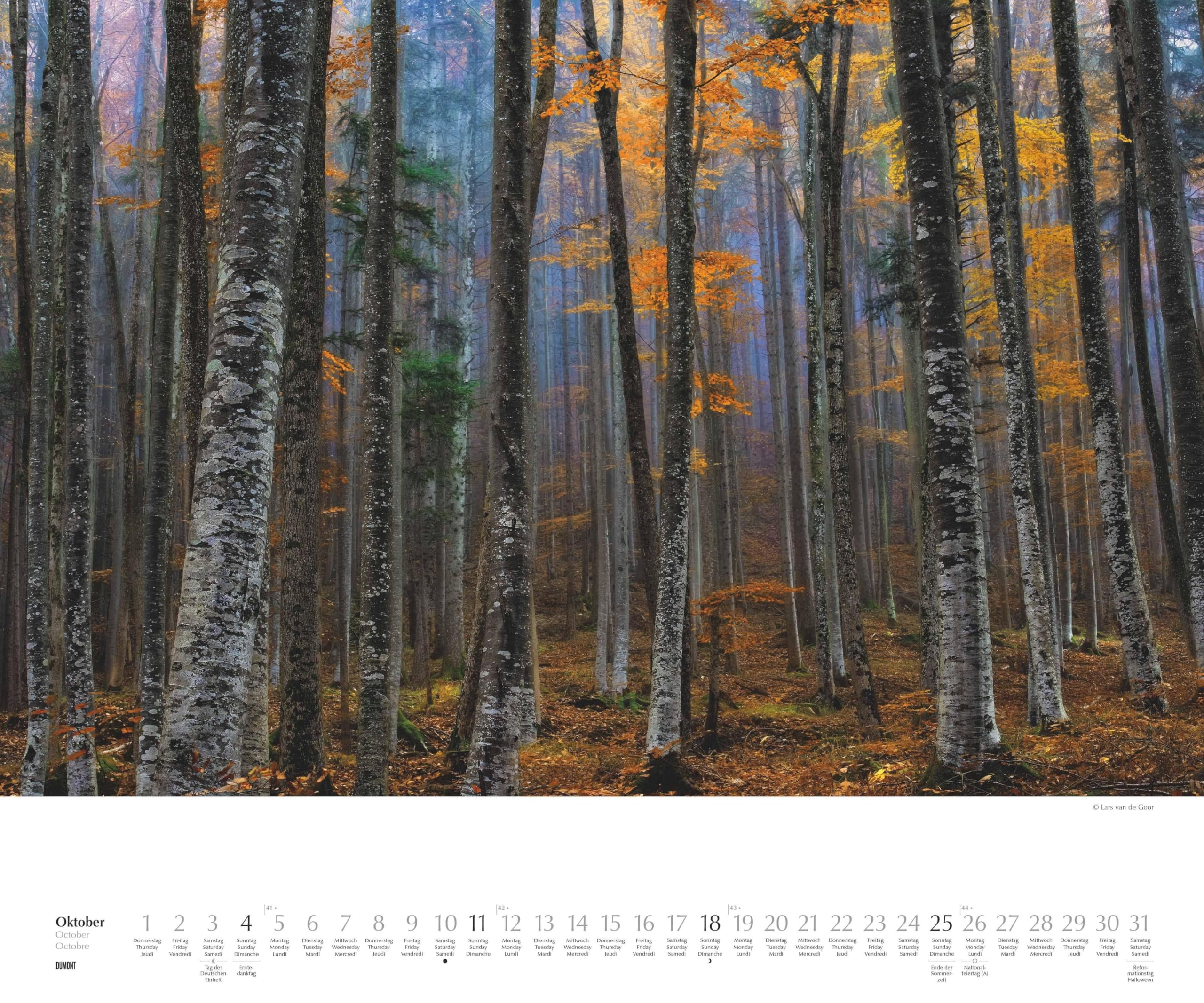 DUMONT - Waldspaziergang 2026 – Fotokunst-Kalender Querformat 60 x 50 cm – Naturfotografie von Lars van de Goor für Wald- & Naturfreunde: A walk in the Woods Promenade en foret