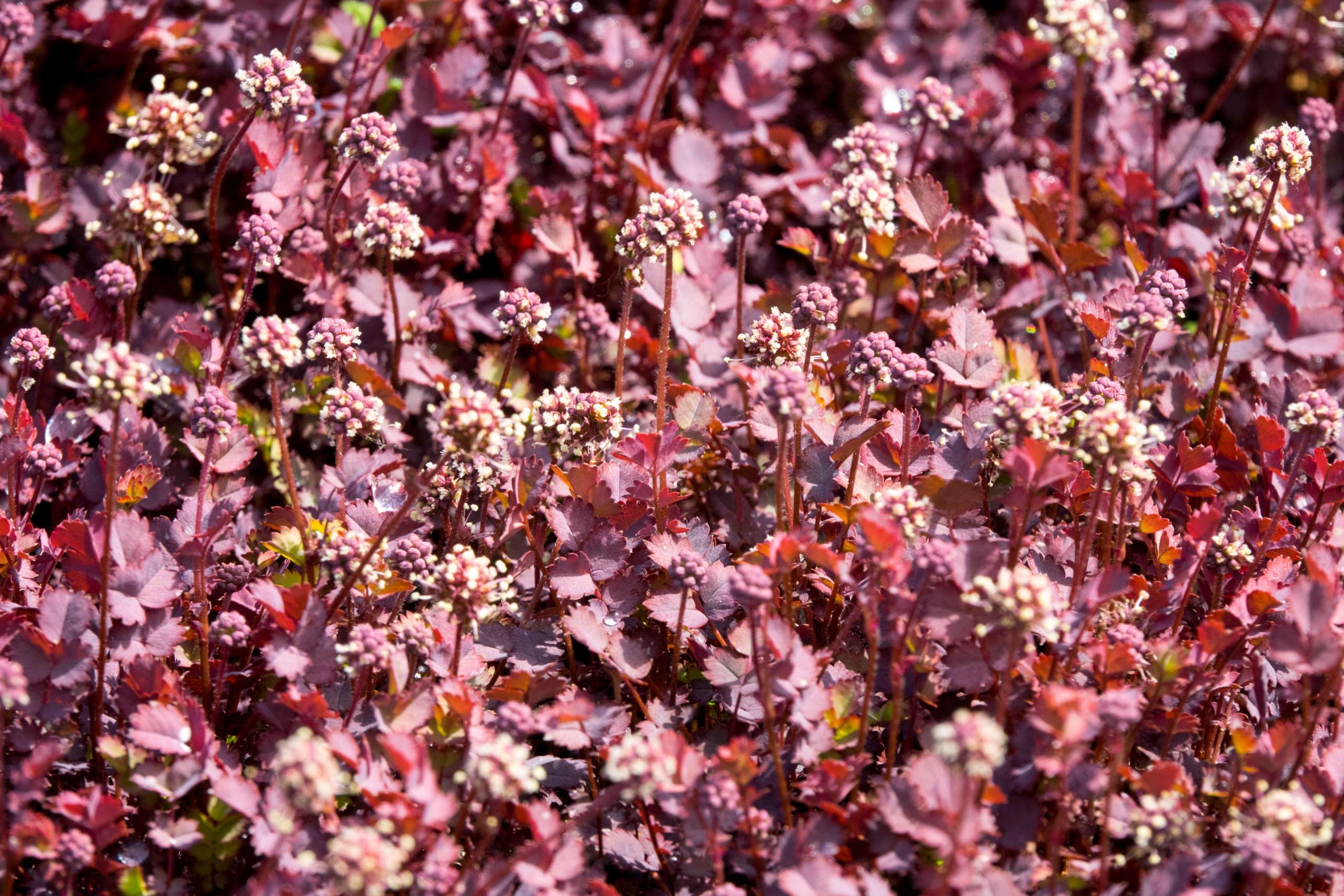 Stauden Gänge 10 x Acaena inermis 'Purpurea' Purpur Stachelnüsschen | Purpurner Bodendecker für Sonne bis Halbschatten, Blüte Juni bis August, mehrjährig, 9x9 cm Topf