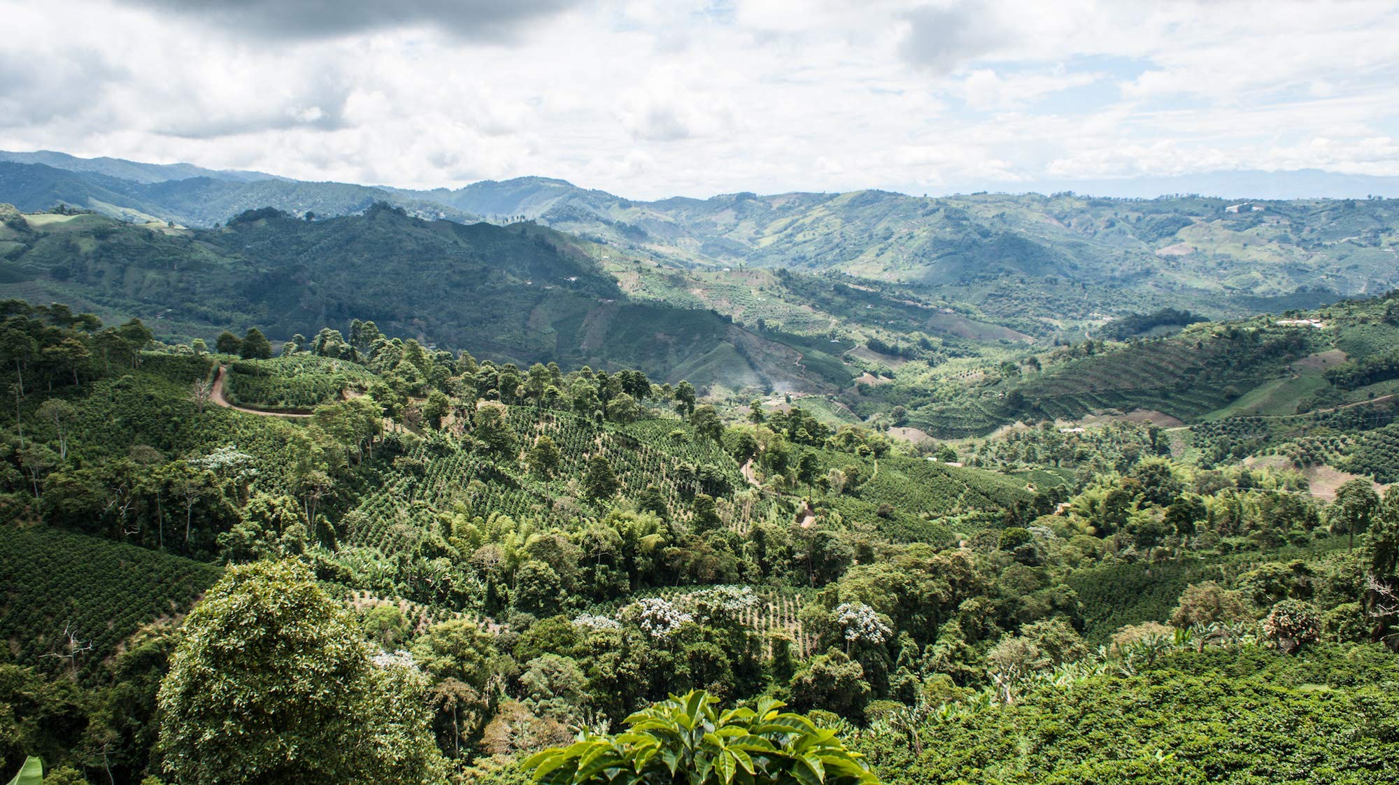 Café en grains décaféiné sans solvant - 1 kg origine Honduras - Intensité 7-100% arabica bio - Torréfié artisanalement en France
