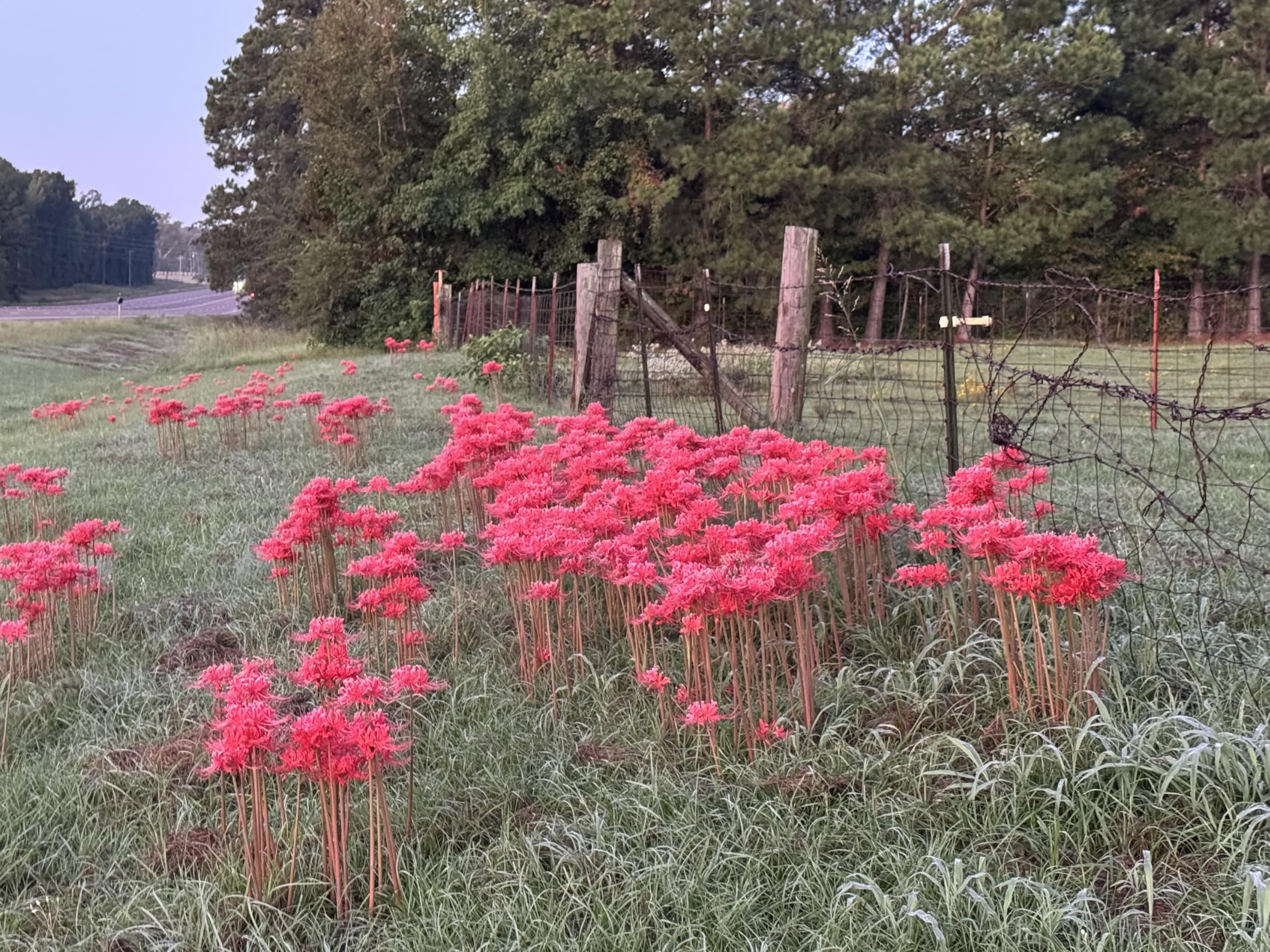 Amazon.co.jp: Heirloom Red Spider Lily (Lycoris Radiata) Bulbs