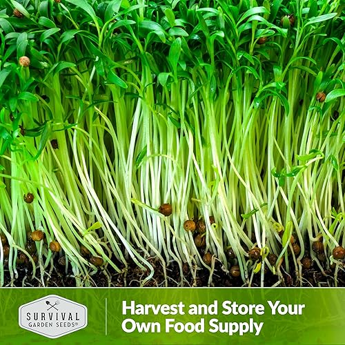 Miniatura 6 de 1 paquete de semillas de microgreens de cilantro para brotar y cultivar, brota plantas de microhierbas de hojas verdes en interiores, cultiva un