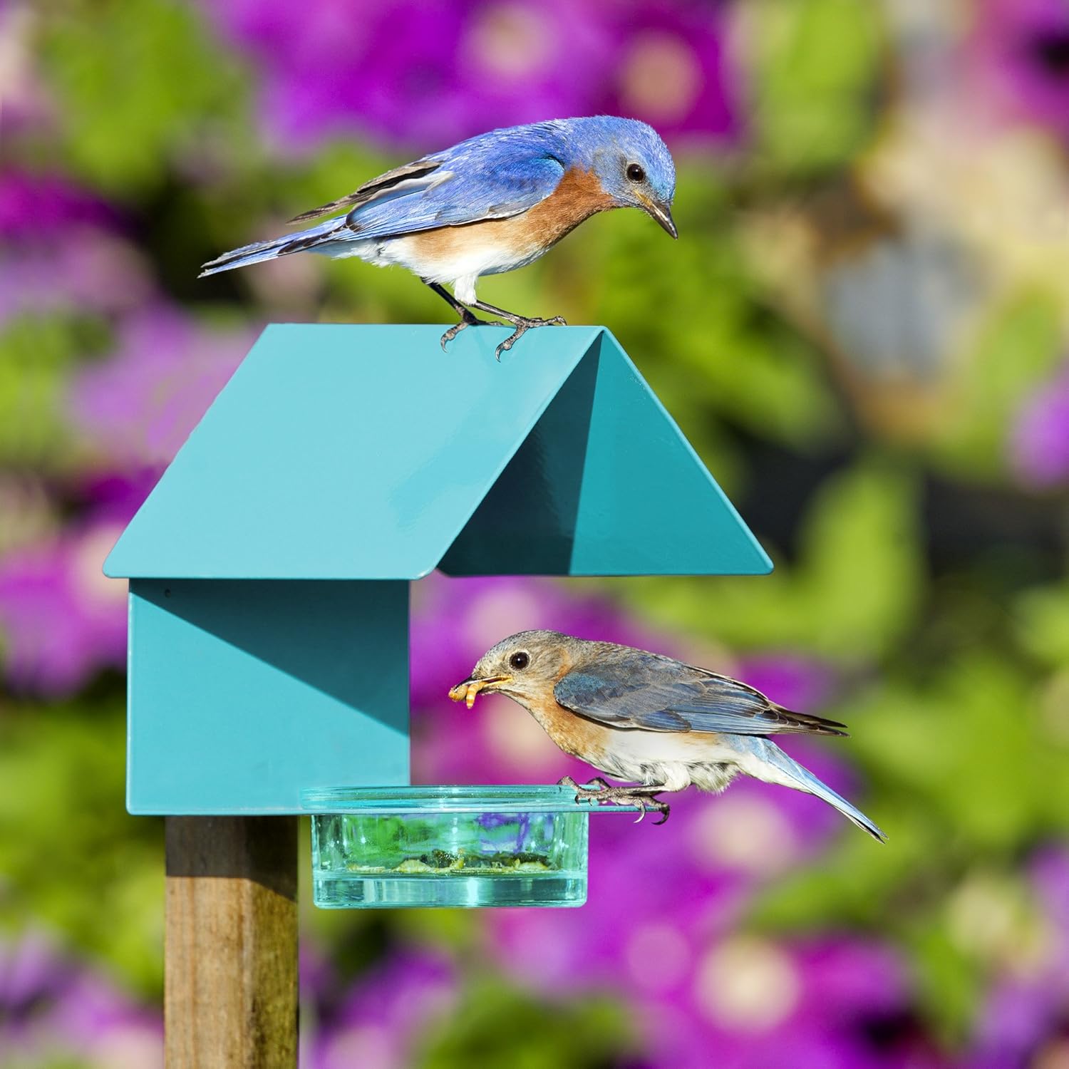 Cottage Bird Feeder for Outdoors with Recycled Glass Detachable Bowl and Interior Perch Space, Powder Coated Metal Construction, Aqua Blue, 3.4 Oz