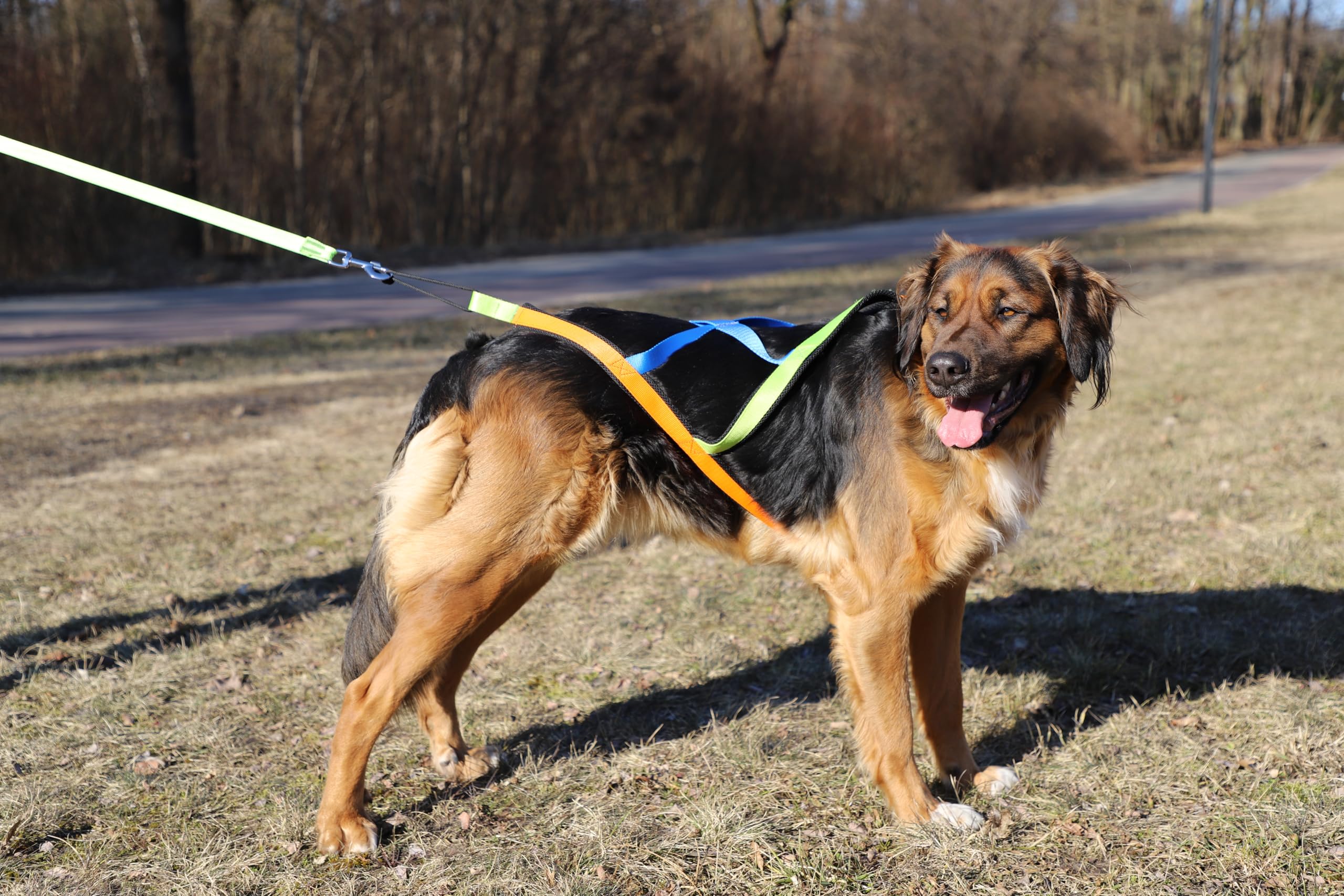 Dingo 15082 - Arnés para perros Active Sled Sydney con banda izquierda, verde, derecha, naranja, espalda azul, Canicross Bikejoring o Skijoring, talla XXL