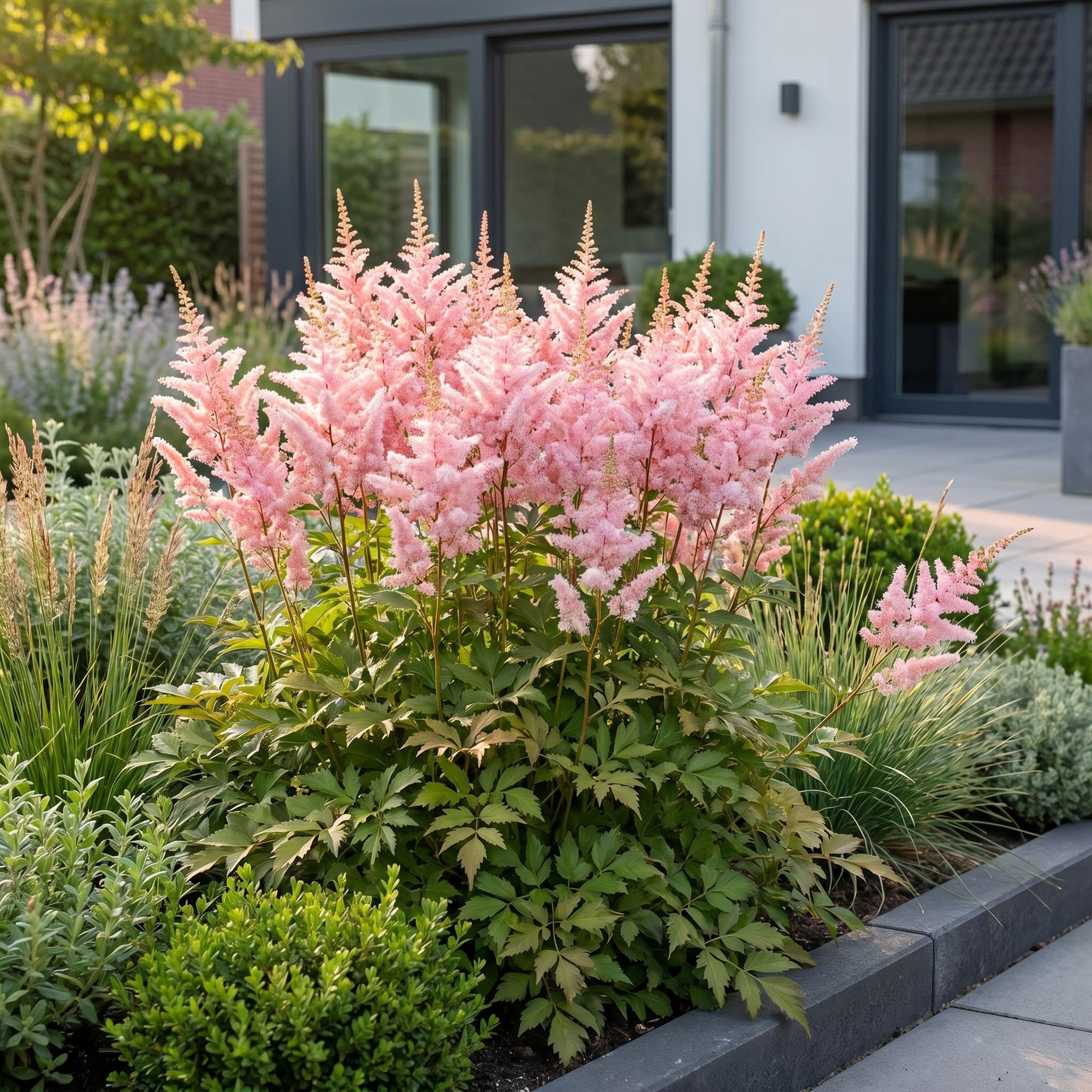 Green boutiQ - Stauden - Astilbe (J) Europa - Prachtspiere - Schatten - Rosa - 24 Pflanzen - Topf 11cm - Höhe 15-25cm