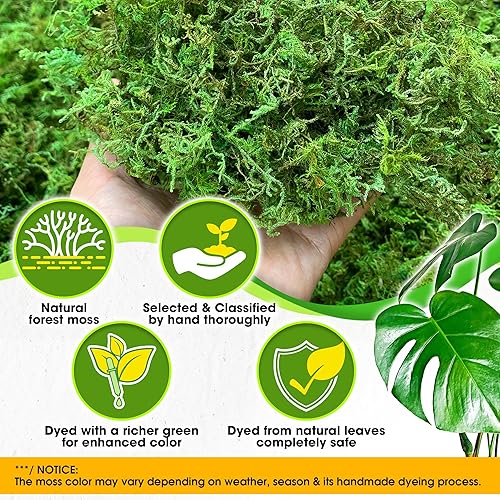 Miniatura 2 de DUSPRO Musgo del Bosque Verde (2oz)