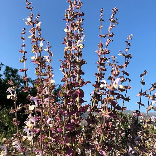 Miniatura 10 de Semillas de salvia blanca Salvia apiana  Paquete de 100 semillas de hierbas sin OMG polinizadas abiertas y sin tratar para plantar de EE UU