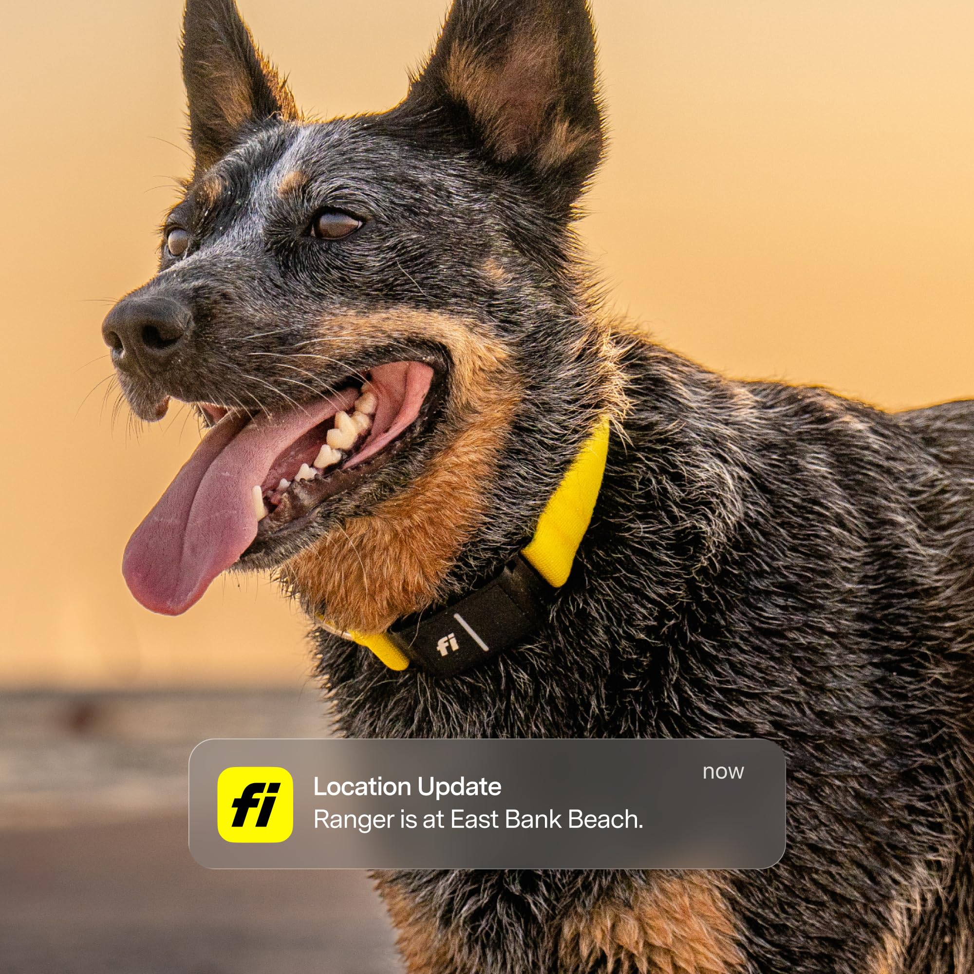 Fi Series 3+ GPS Hundehalsband & Tracker, Mitgliedschaft erforderlich, Blau