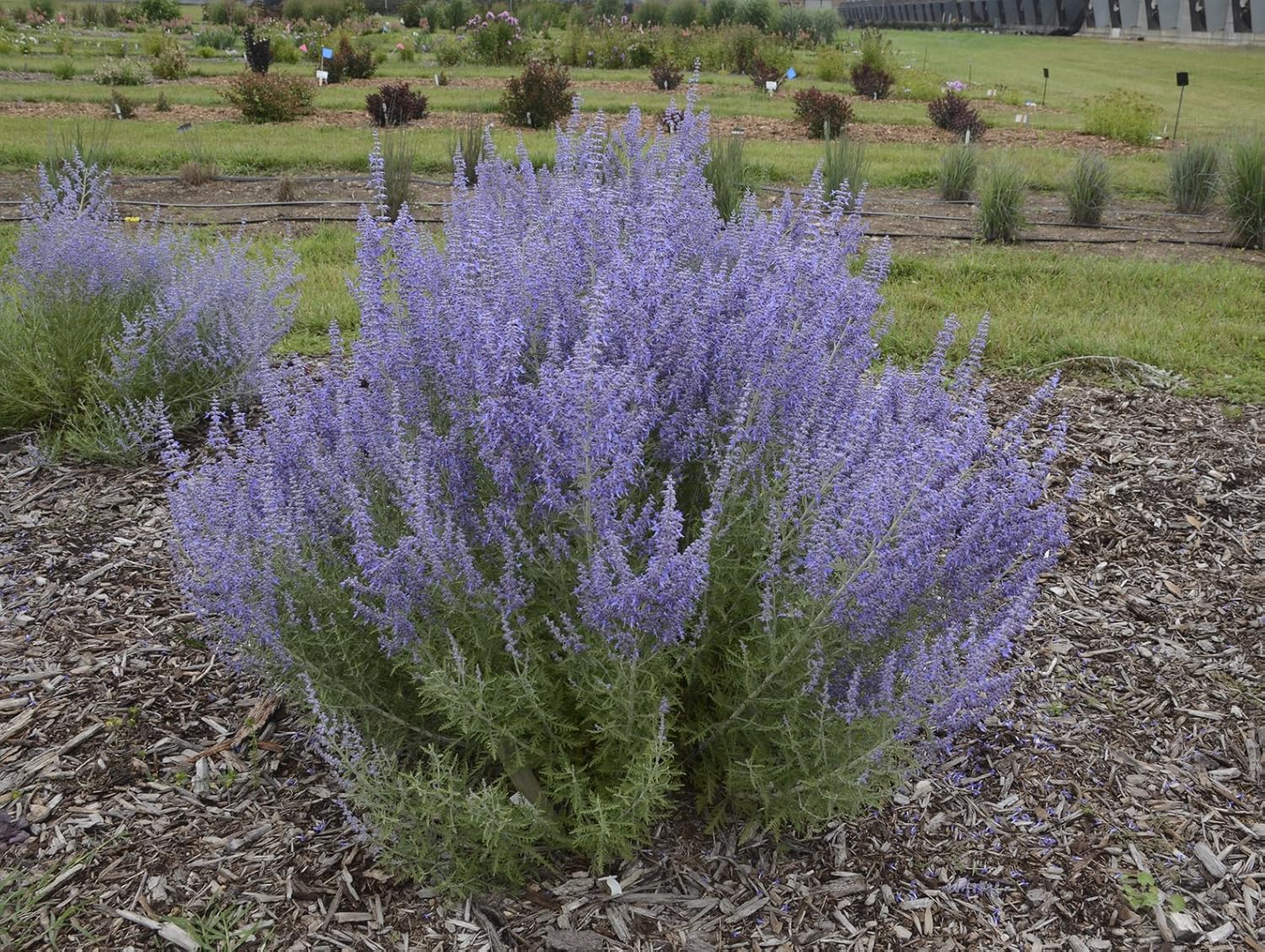 Denim 'N Lace Russian Sage (Perovskia) Live Plant, Blue-Purple Flowers, 0.65 Gallon