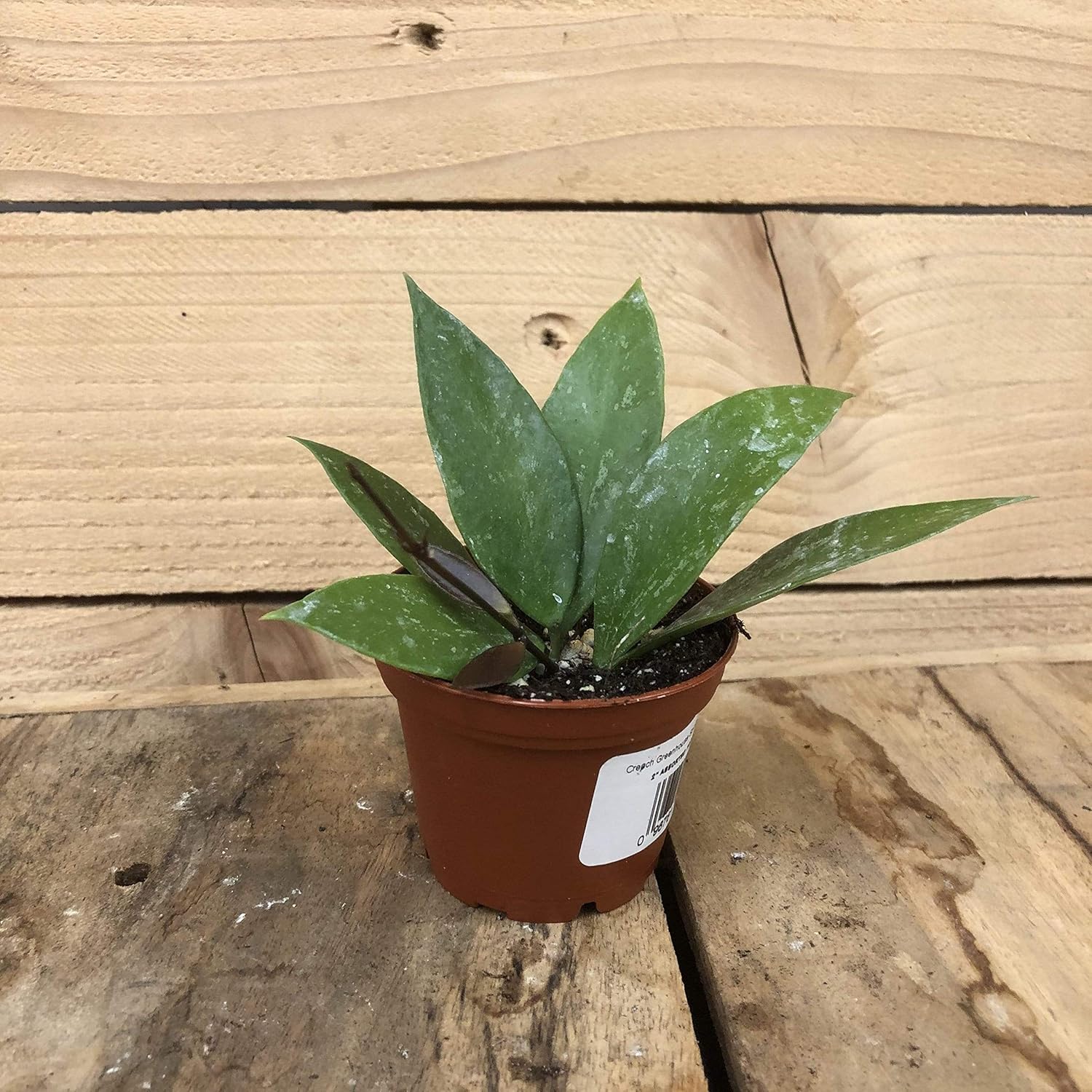 Hoya Gracilis, 2" Plant