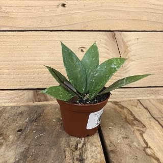 Hoya Gracilis, 2" Plant