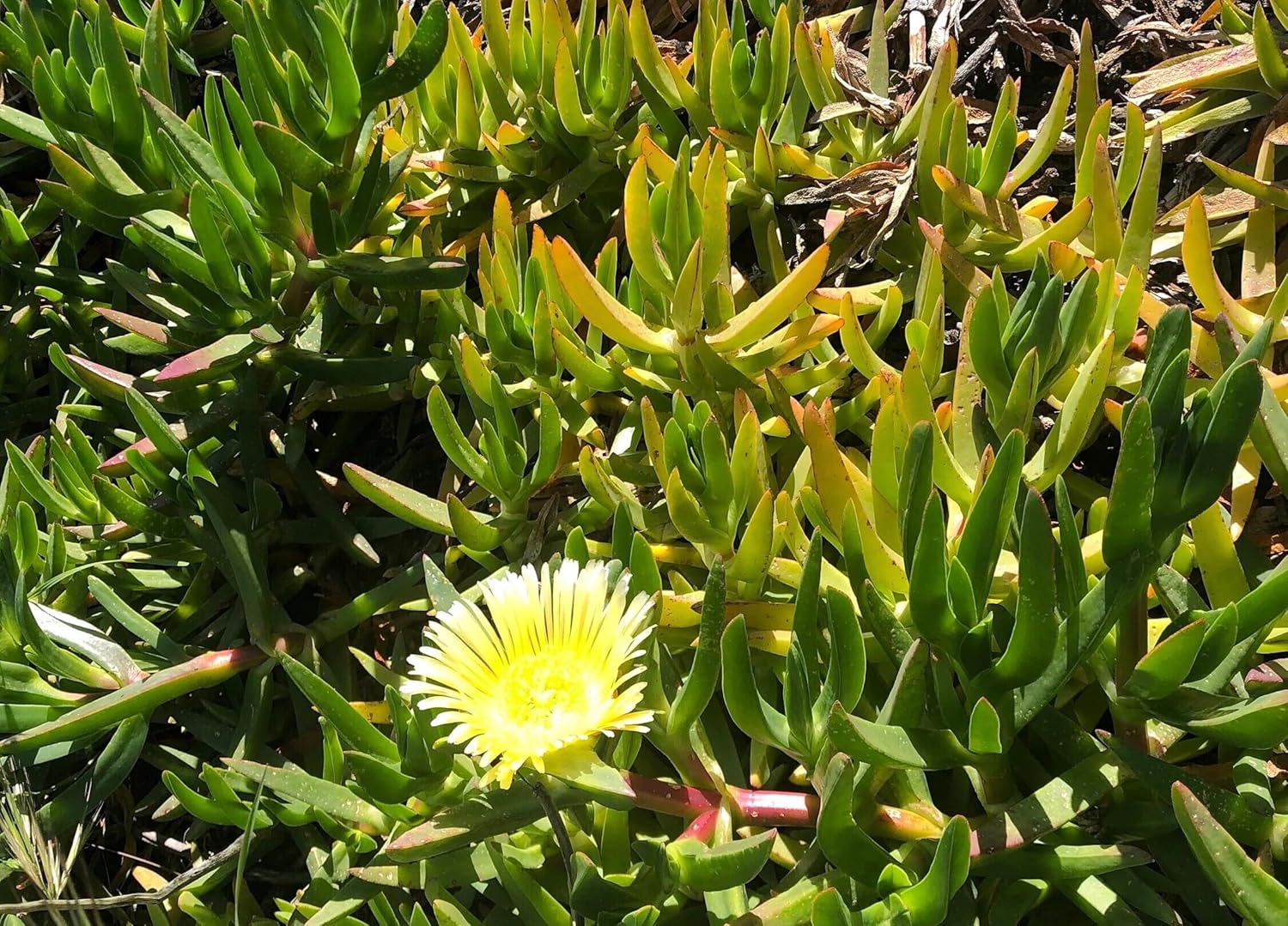 Live Carpobrotus Edulis Hottentot-Fig Plant Dry-Tolerate Climbing Plant with Pink or Yellow Flowers Fully Rooted 6-10" Long Ready to Repotting Extending and self-propogation