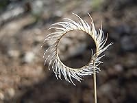 Vista 1 de 1000 Blue GRAMA Grass Gramma Bouteloua Gracilis Flower Mosquito Grass Seeds