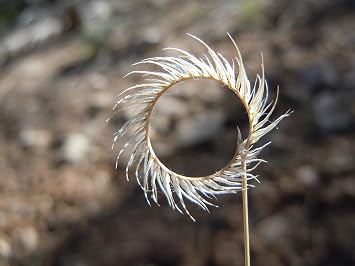 1000 Blue GRAMA Grass Gramma Bouteloua Gracilis Flower Mosquito Grass Seeds
