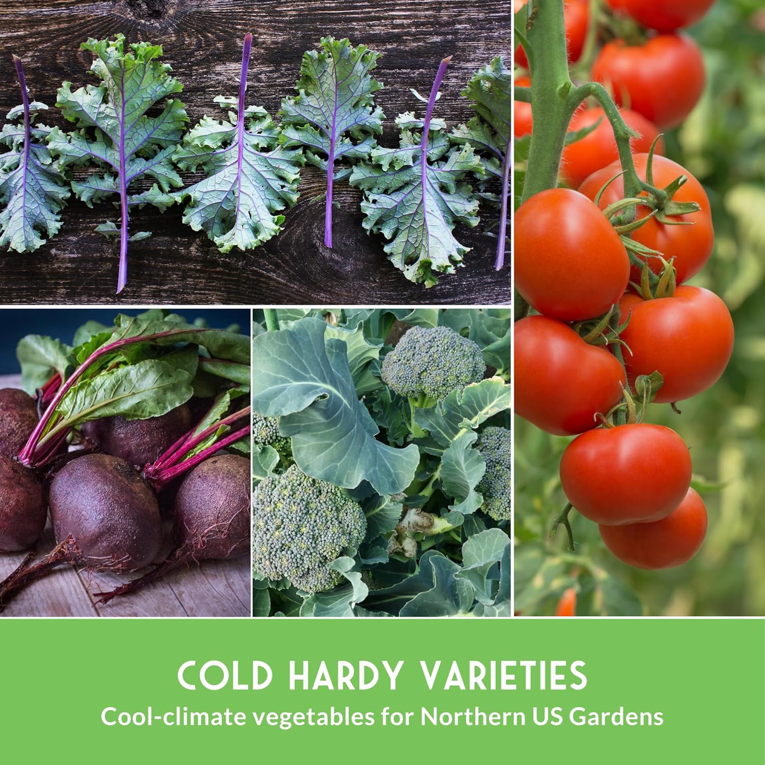 Northern Vegetable Seeds Collection – 15 Cold Hardy Heirloom Varieties for Planting in Cool Climates with Short Growing Seasons – Frost Tolerant Spring & Fall Garden – Survival Garden Seeds