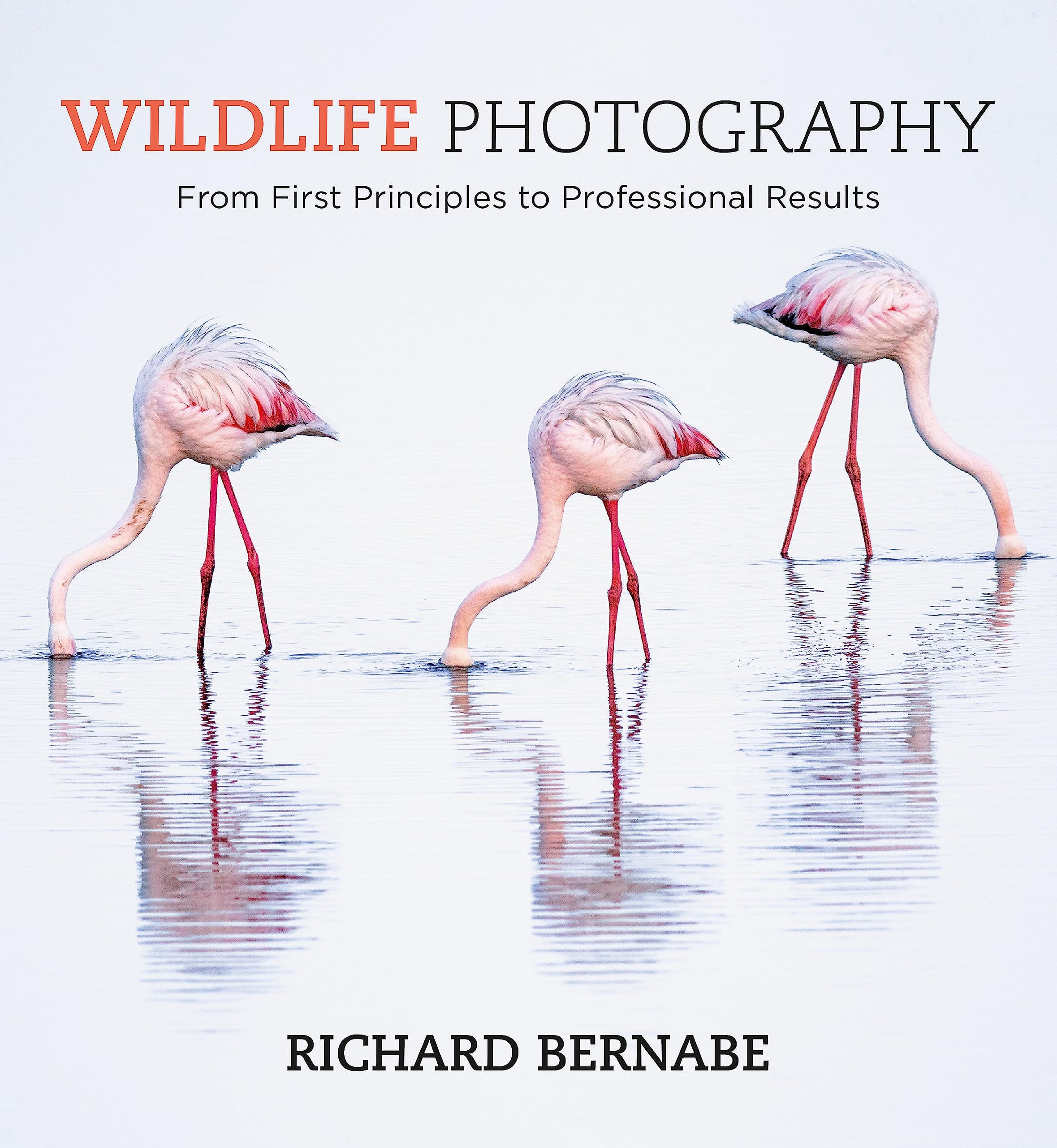 Ilex Wildlife Photography