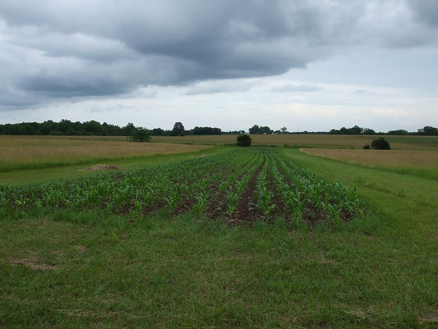 2 LB Pound Reid's Yellow Dent Field Corn Open Pollinated Non GMO Reids Lbs USA