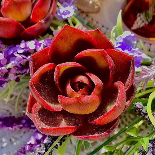 Miniatura 3 de Plantas suculentas Live Echeveria Red Lantern Rara suculenta roja brillante, planta viva de fácil cuidado para decoración de interiores