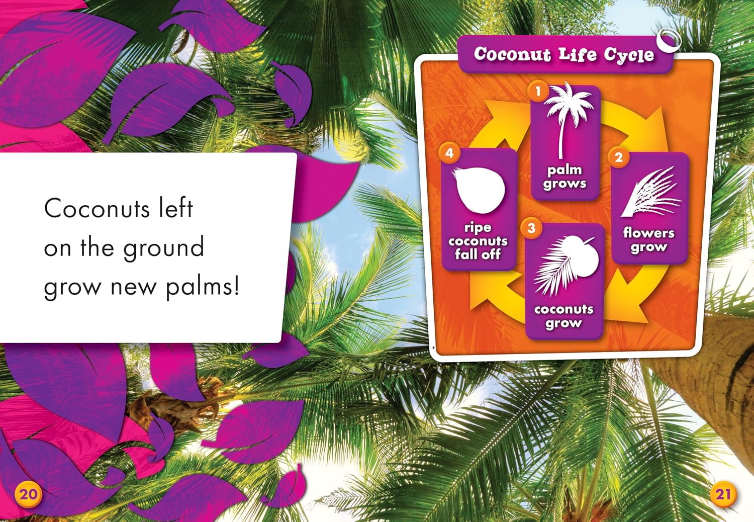 See a Coconut Grow (See It Grow!)