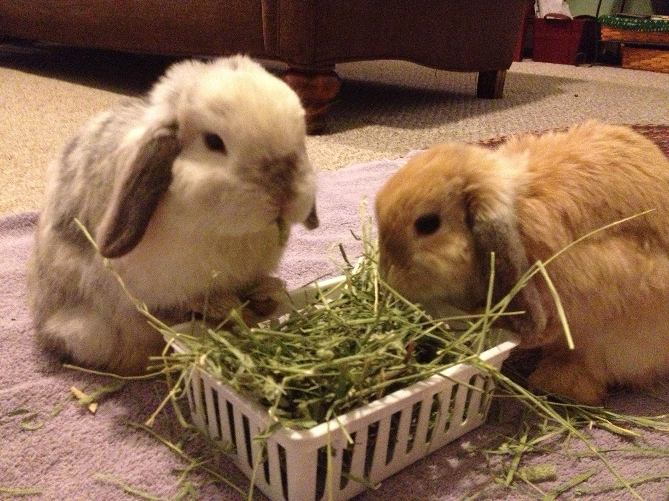 CountryMax Finger Lakes Mixed Hay 20 Quarts for Rabbits and Guinea Pigs