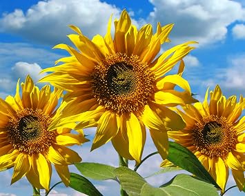 Sunflowers 504 Piece Jigsaw Puzzle 16" X 20"