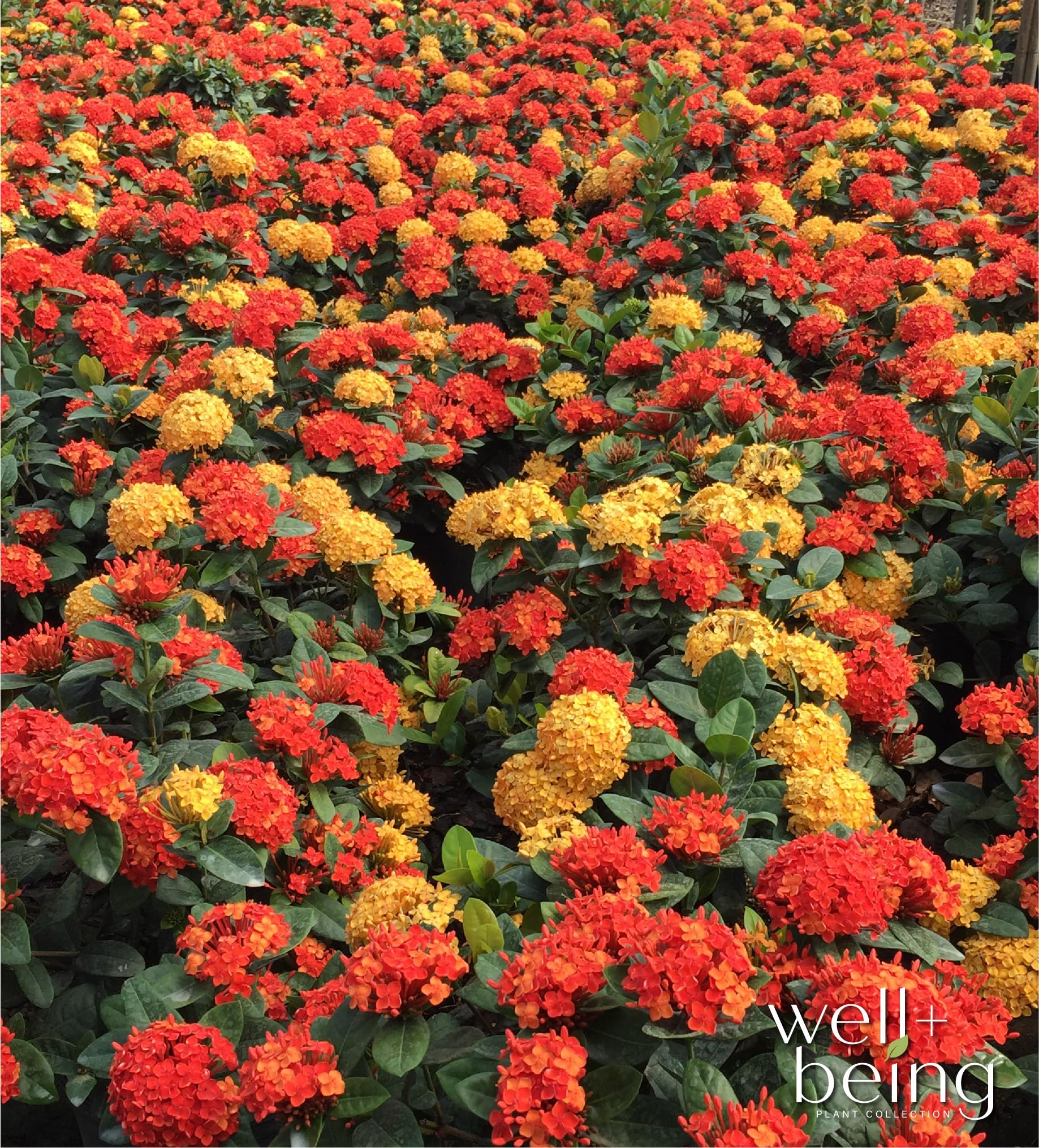 Amazon.com : Nature's Way Farms Ixora Maui Duo Outdoor Live Plant in Grower  Pot (25-30in. Tall) : Patio, Lawn & Garden