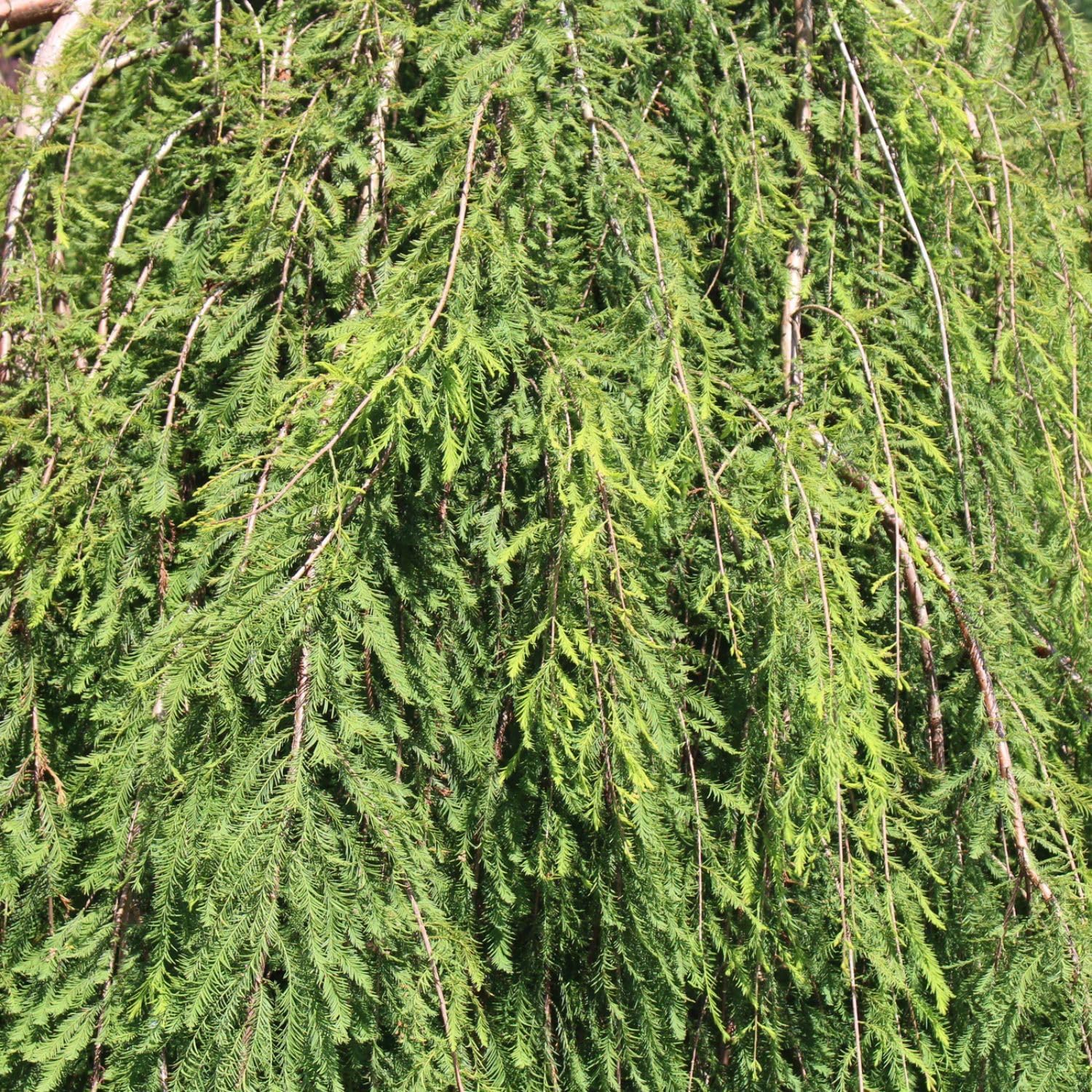 Falling Waters Bald Cypress, Graceful Weeping Form and Soft Green Foliage, 1 gal. Nursery Pot, 3–4 ft Tree Height (Ships to 48 States Including CA & AZ)