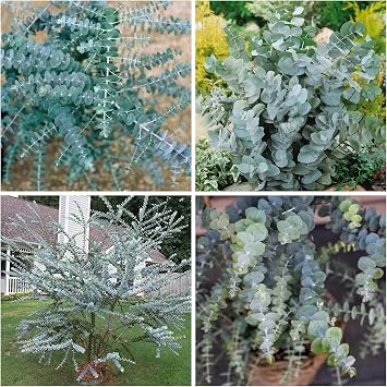 Eucalyptus Seeds for Planting, Eucalyptus Seed for Cut and Flowers and Decor Perfect for Outdoor Growing and Spring Garden