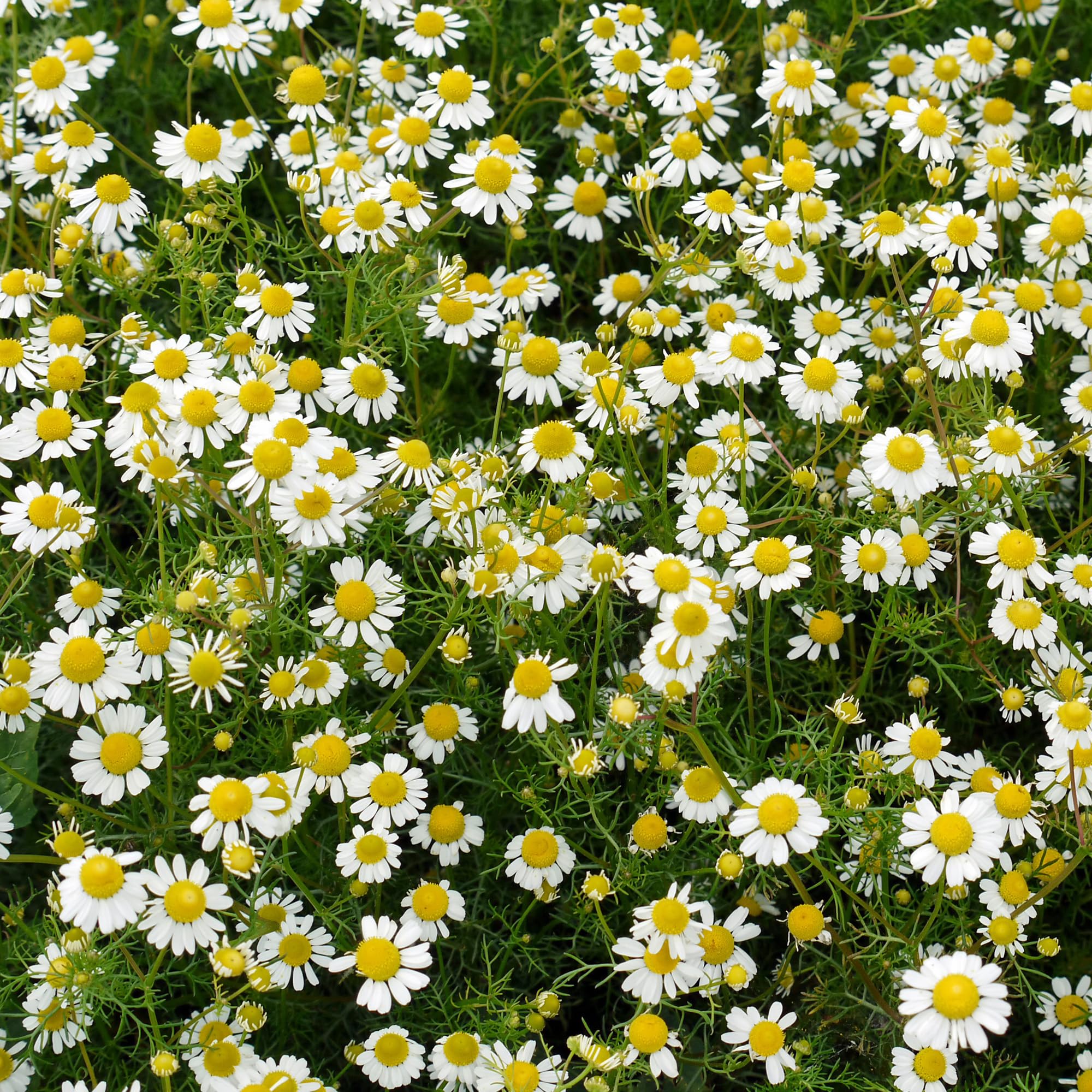 Chamomile Roman - 1 Plant - Garden Kitchen Herb for Cooking Planters in 8cm Pot