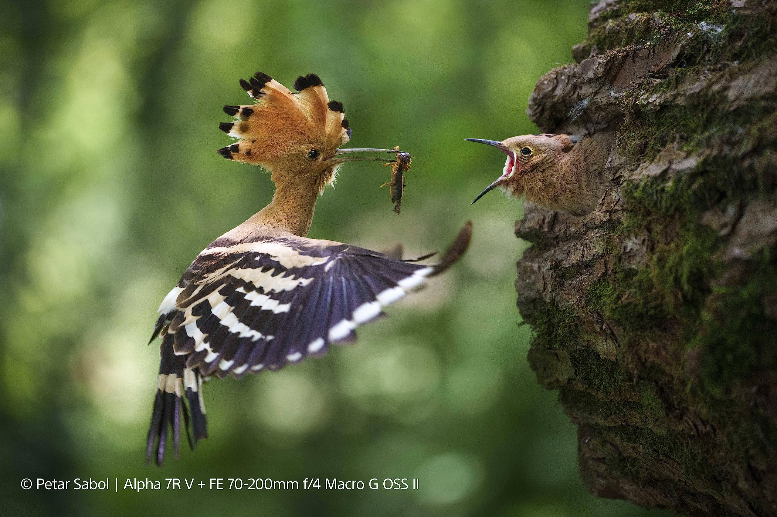 Image secondaire de Sony SEL70200G2 - Téléobjectif Zoom 70-200 mm F4 G pour Photos de Nature et Portraits