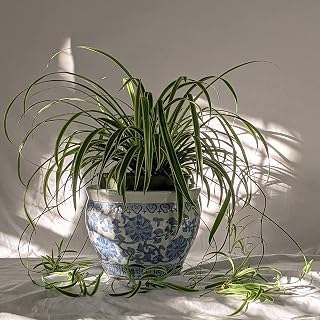 3 X Spider Plant Indoor Plant Houseplant Supplied in Eco Pot Chlorophytum