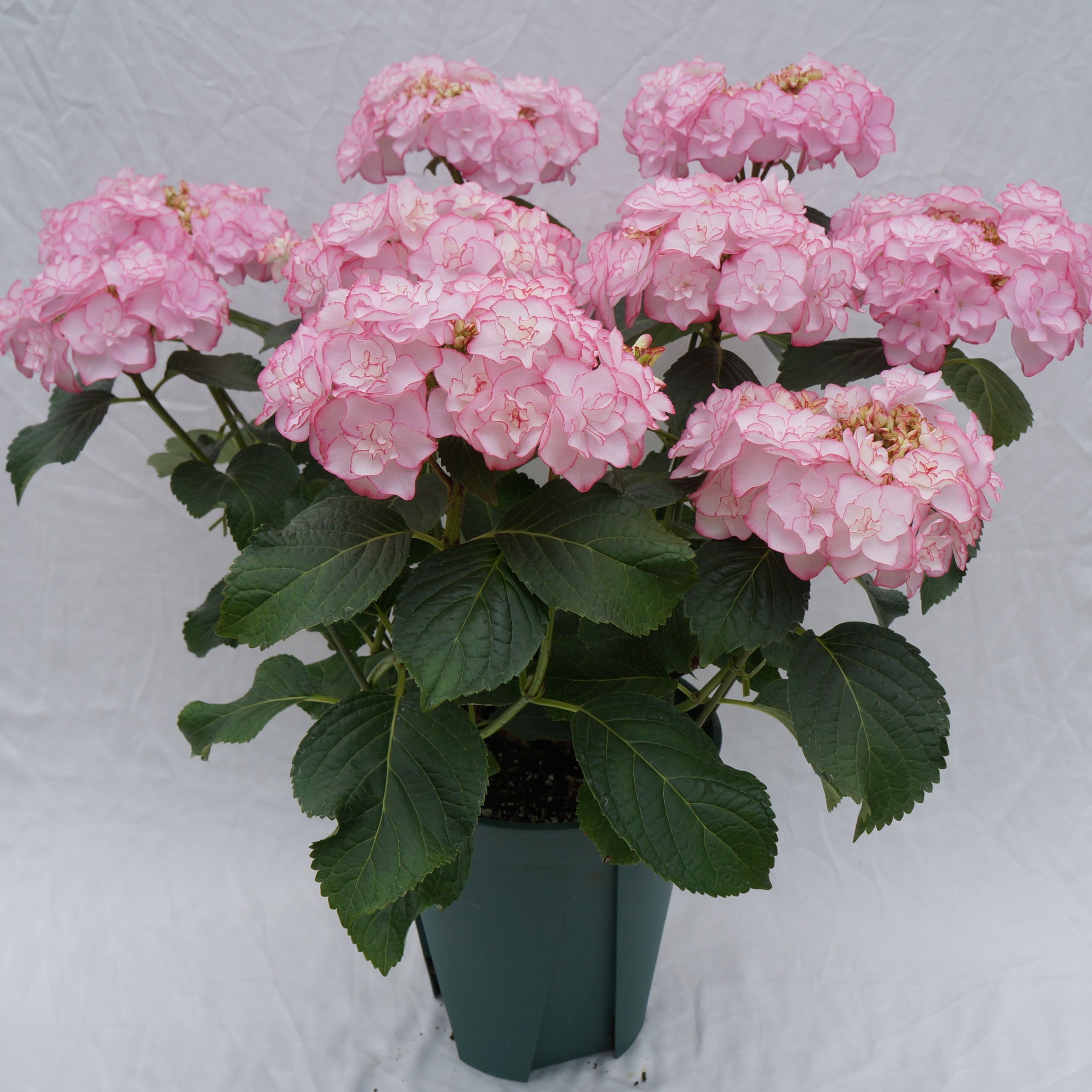 Amazon｜ケイコ ピンク 特大8号鉢 さかもと園芸 フラワーオブザイヤー