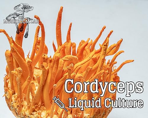 Miniatura 5 de Cultivo Líquido de Setas - Cordyceps (Cordyceps militaris)