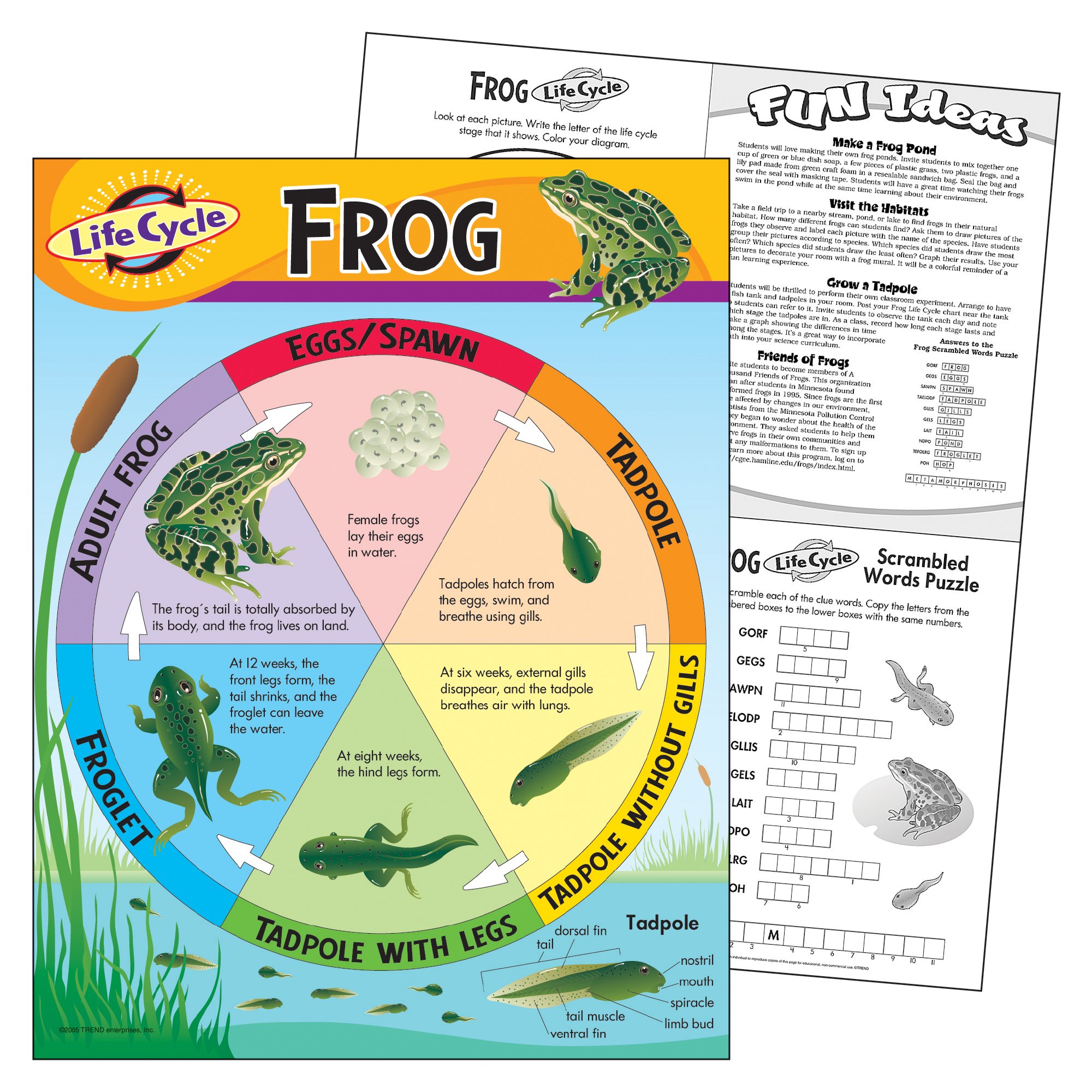 Life Cycle Of A Frog Poster Desertcart Cyprus