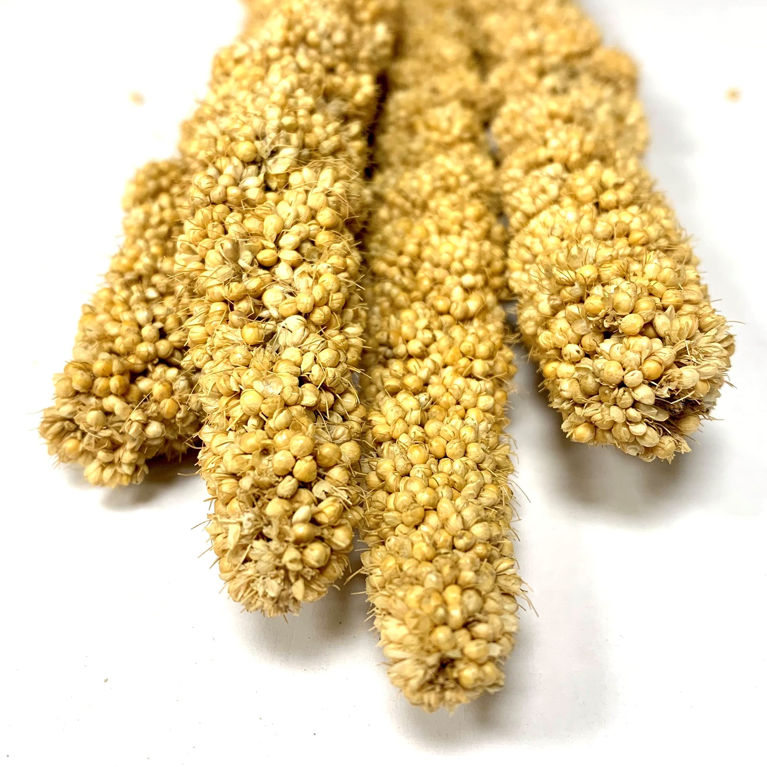 Millet Sprays | Premium Quality | Aviary | Bird Food | Hanging Treat | Budgies (15KG)
