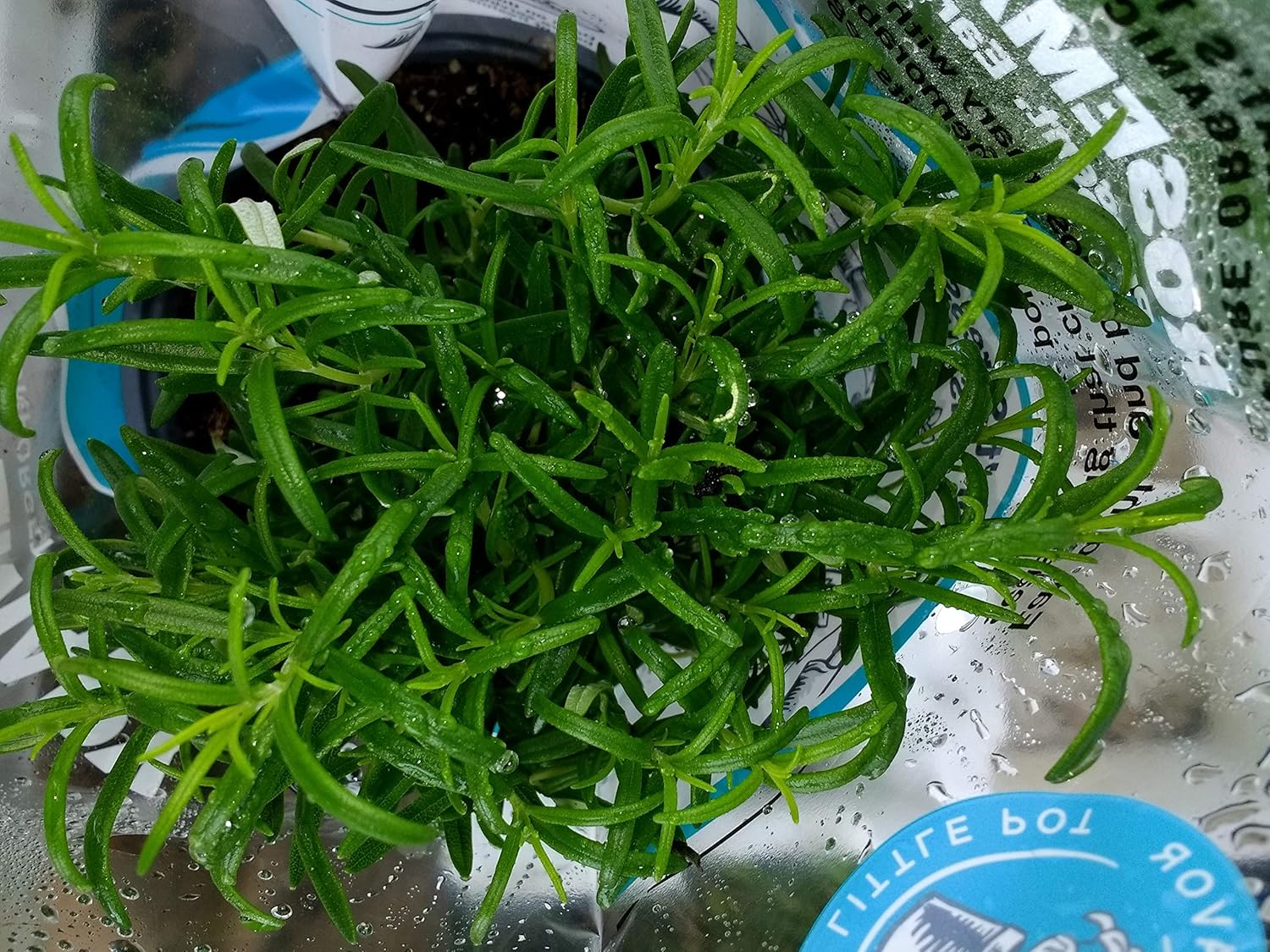 Organic Rosemary in Pot