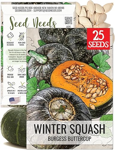 Seed Needs, Burgess Buttercup - Semillas de calabaza de invierno, 25 semillas tradicionales para plantar Cucurbita Pepo, sin OMG y sin tratar para
