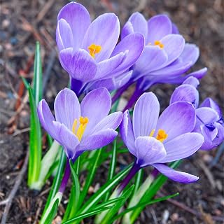 50 x Blue Crocus Bulbs - Large Flowering - Mixed Colour Available - White-Purple-Striped-Yellow-Blue - Spring Flowering Garden Bulbs Plant with Snowdrops Free UK P&P