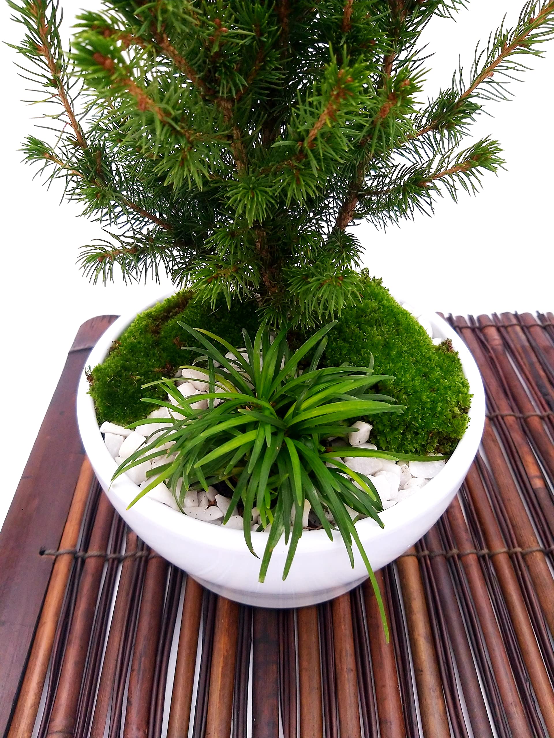 POWERS TO FLOWERS - ABETE BONSAI IN CIOTOLA CERAMICA BASSA, CON OPHIOPOGON, MUSCHIO E DECORAZIONI, CONIFERA BONSAI, CIPRESSO, CORREDATO CON STUOIA IN LEGNO, piante vere