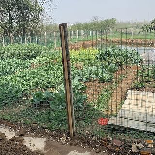 Orchard Fence, Suitable for Enclosing Chickens, Ducks, Rabbits and Other Animals. Made of Hard Plastic, Dimensions: 1.5 M × 30 M.(3.0mm)