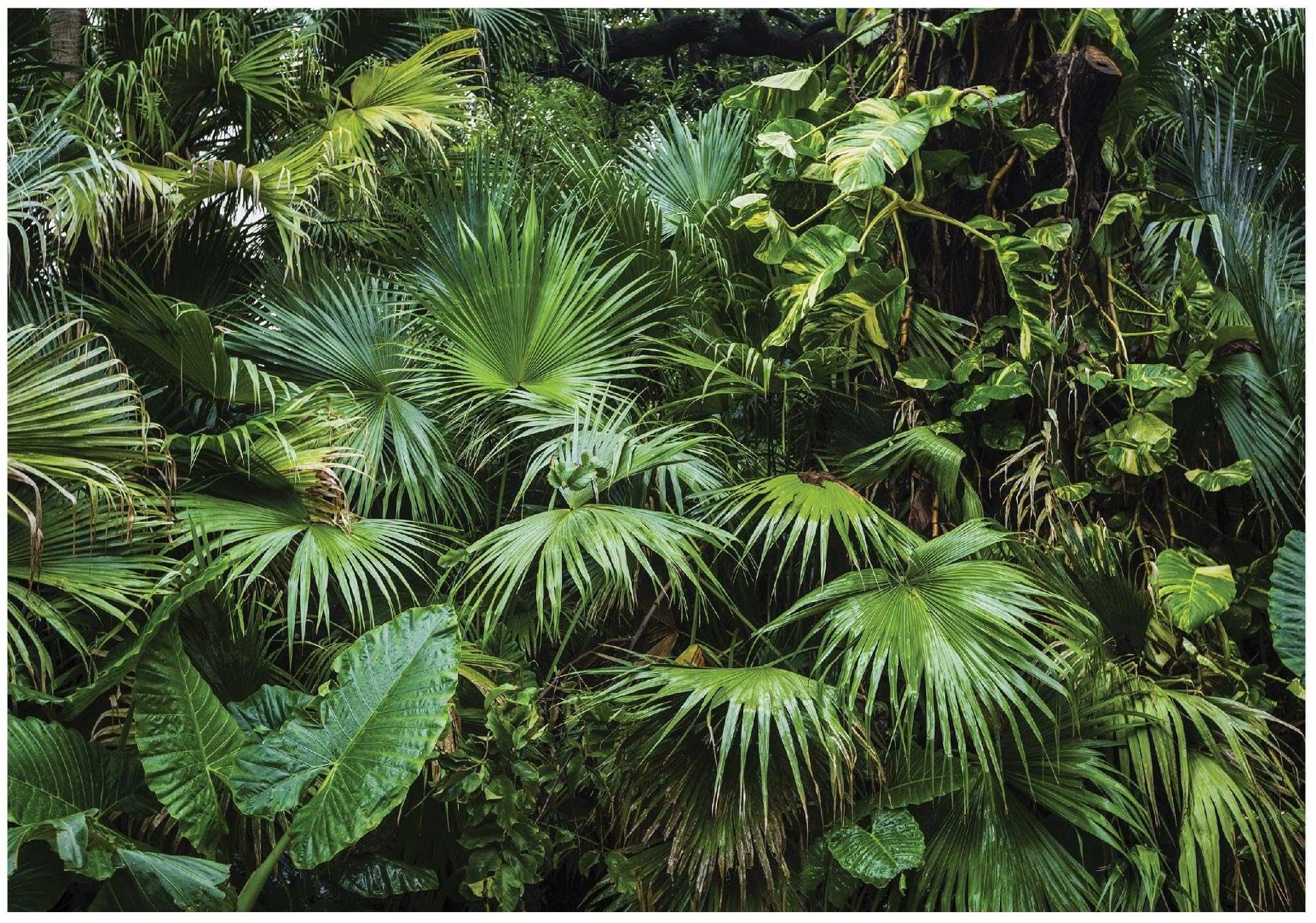 WallArena - Carta da parati fotografica - giungla 400x280 cm - Murale fotografico - Per soggiorno e camera da letto - Effetto 3D - con Colla - Paesaggio Foresta Verde | #VALUE!